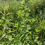 Epilobium hirsutumFolio