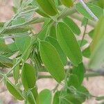 Amorpha ouachitensis Leaf