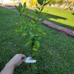 Citrus latifolia Fruit