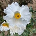 Argemone albiflora Flower