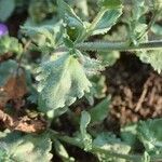 Sutera cordata Hoja