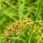 Carex vulpina Floare