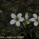 Saxifraga corsica ফুল