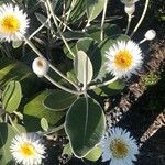 Pachystegia insignis Leaf