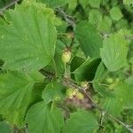 Crataegus marshallii Fruit