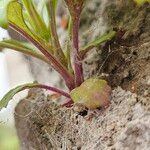 Senecio squalidus പുറംതൊലി