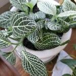 Fittonia albivenisBlad