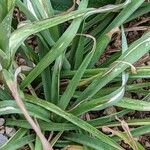 Polianthes tuberosa Blatt