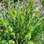 Rostraria cristata Habit