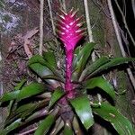 Tillandsia heliconioides অভ্যাস