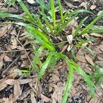 Paspalum fimbriatum Лист