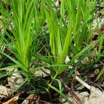 Polygonatum verticillatum 葉