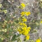 Helianthemum squamatum Hoja