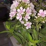 Phlox maculataFlors