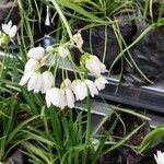 Nothoscordum bivalve Flor