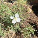 Oenothera neomexicana Flor