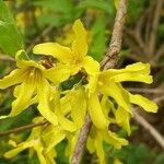 Forsythia japonica Flor
