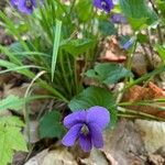 Viola × melissifolia Flower