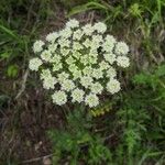 Seseli annuum Blüte