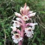 Orobanche amethystea Fleur