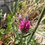 Trifolium purpureum 花