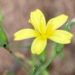 Lactuca muralis Fula