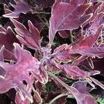 Coleus decurrens Feuille