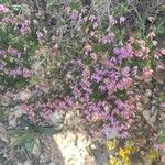 Erica australis Λουλούδι