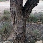 Eucalyptus camaldulensis Φλοιός