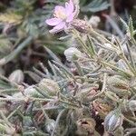 Spergularia rubra Flower