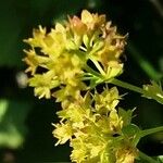 Alchemilla glabra Цветок