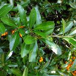 Pyracantha coccinea Foglia