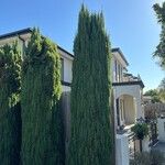 Cupressus sempervirensList