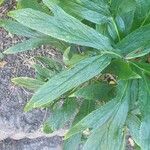 Helleborus viridis Folha