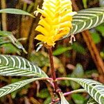 Aphelandra squarrosa Цвят