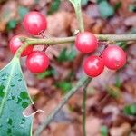 Ilex aquifolium Fruchs