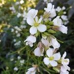 Brassica barrelieri Virág