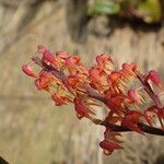 Polystachya paniculata Kwiat