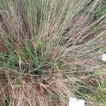 Juncus inflexus Лист