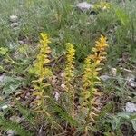 Aletris lutea Leaf