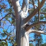 Eucalyptus pilularis Azala