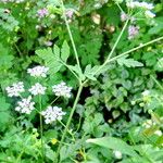 Chaerophyllum temulum Habit