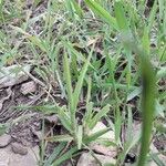 Triticum monococcum Blad