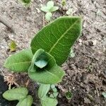 Asclepias viridiflora पत्ता