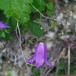 Campanula carnica Virág