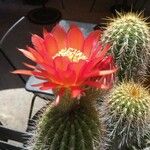 Echinopsis huascha Flor