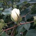 Gossypium hirsutum Leaf