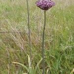 Allium cyrilli Habit