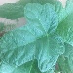 Gossypium barbadense Likasa