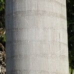 Roystonea regia Casca